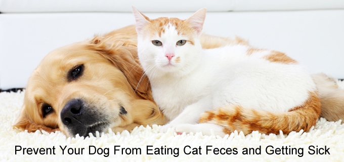 Stop Dogs from Eating Cat Feces (Poop)